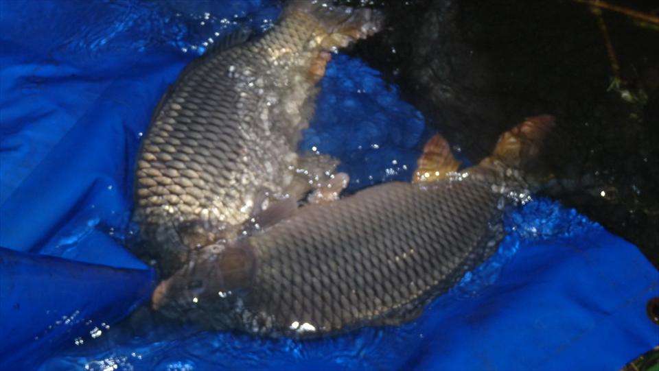 Populare masiva la Balotesti Fieni